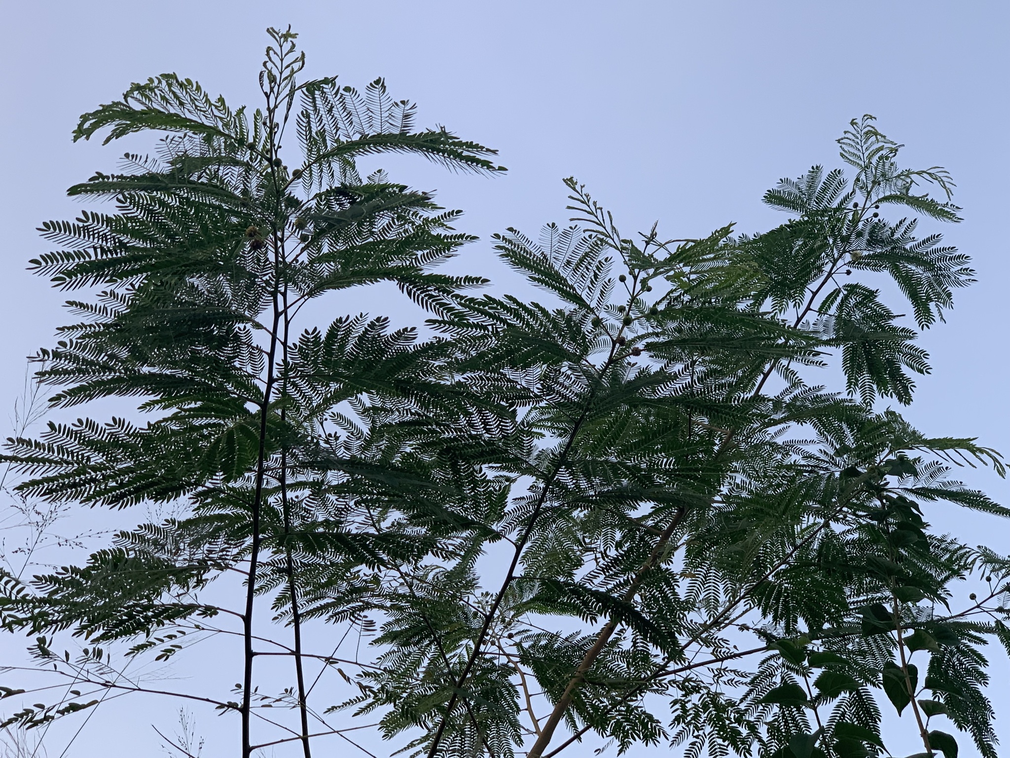 Leucaena leucocephala